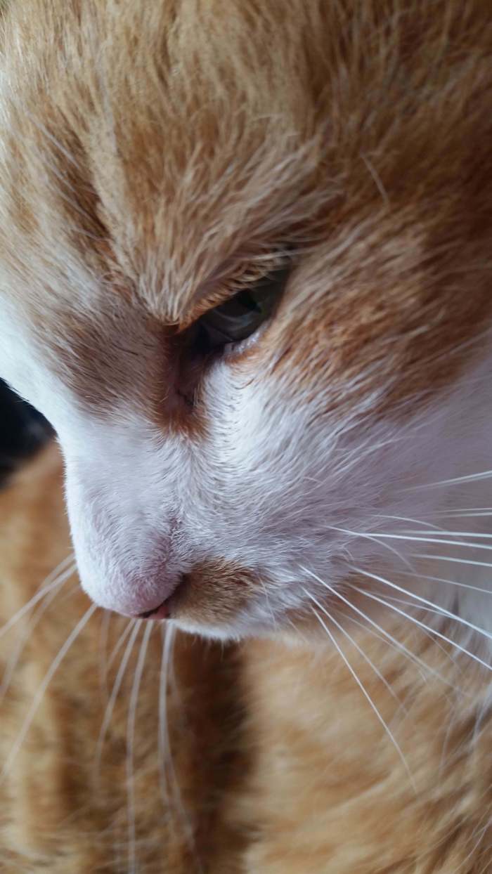 Picture of an old ginger tomcat